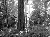 15886CrBwLe - Cathedral Grove   Each New Day A Miracle  [  Understanding the Bible   |   Poetry   |   Story  ]- by Pete Rhebergen